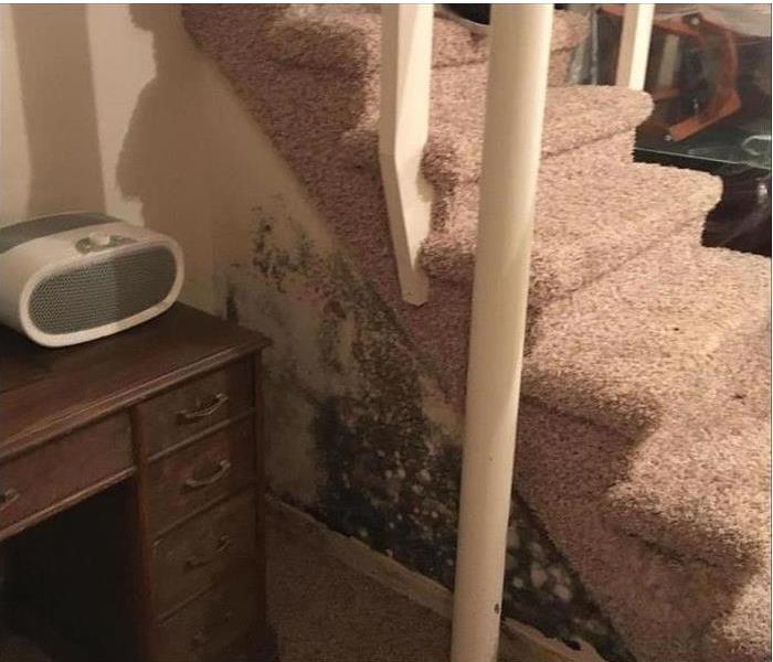 stairs with pink carpet and mold growth on the drywall