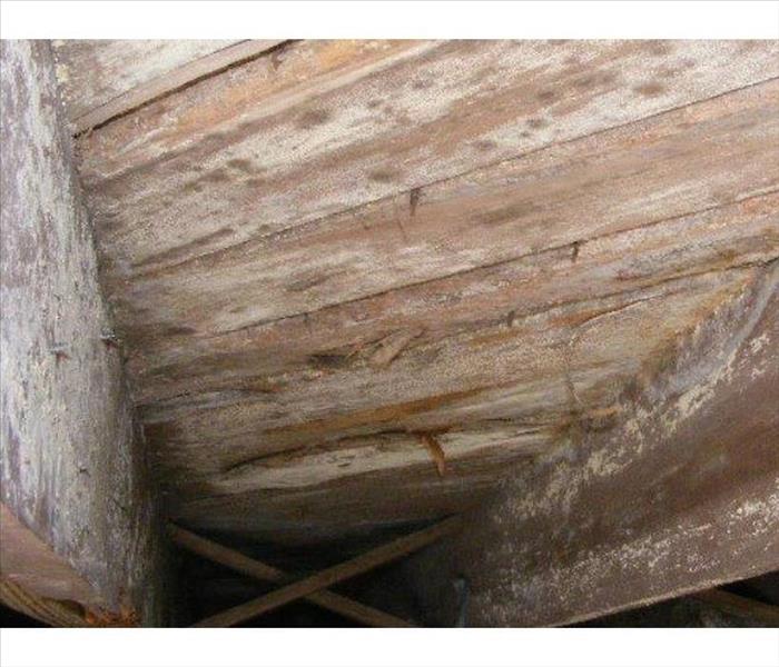 A crawlspace roof with white mold and busted wood