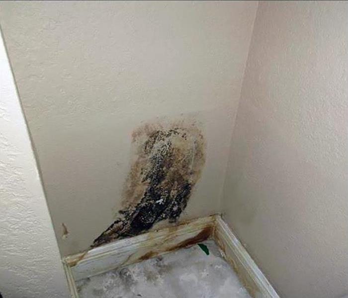 Black mold damage to a cream wall