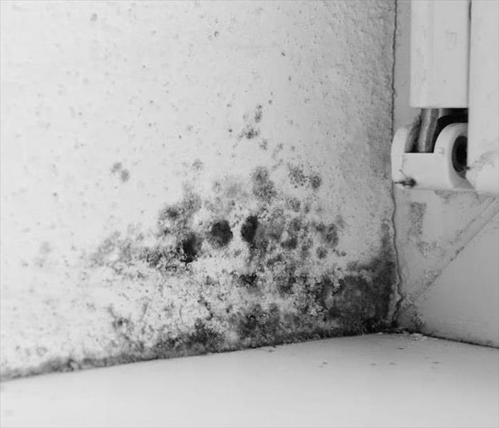 Mold on a white wall 
