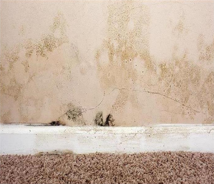 a mold damage wall with mold growing on the baseboards