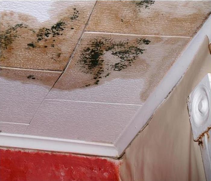 mold on counter top